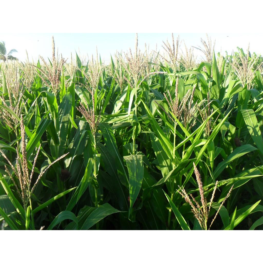 Gói 20g hạt giống bắp mĩ F1