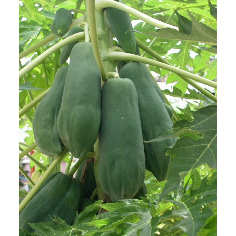 Trái đu đủ xanh
