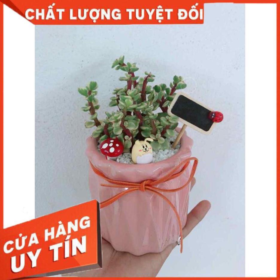 Chậu đô la trắng Nhiều Người Mua