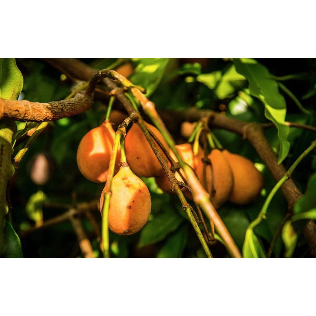 Măng cụt vàng - cây giống nhập khẩu