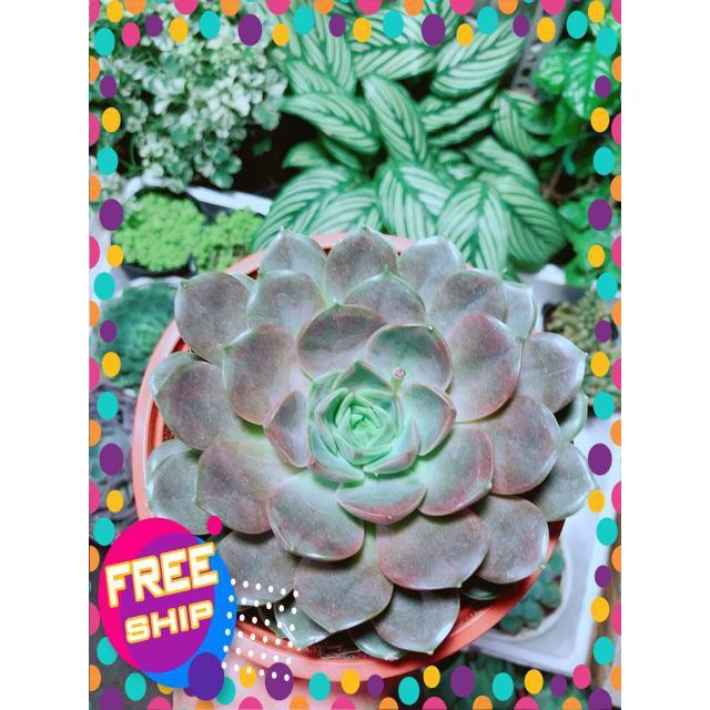 Sen Đá Size Đại