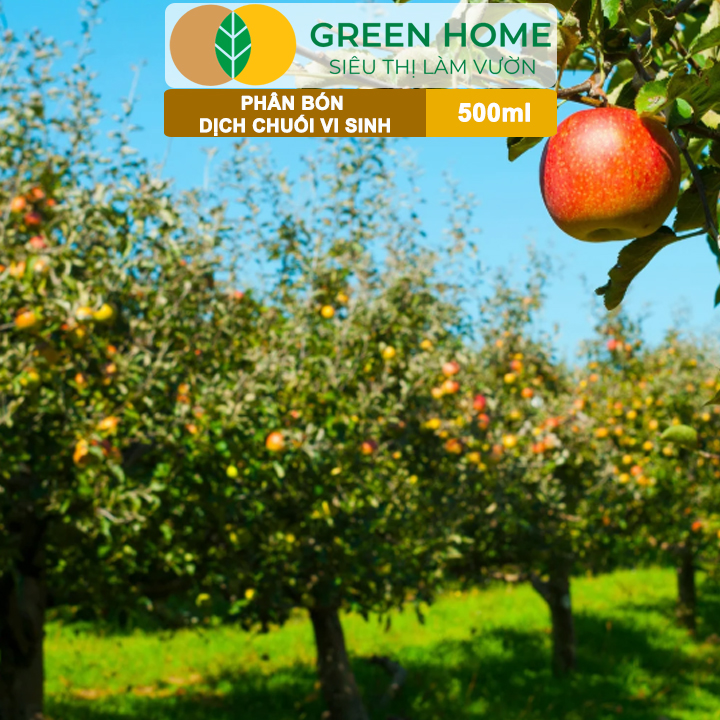 Dịch Chuối Vi Sinh HK GreenHome, Chai 500ml, Vàng Cơm, Tạo Ngọt, Ra Hoa, Bóng Trái, Đậu Trái Mạnh