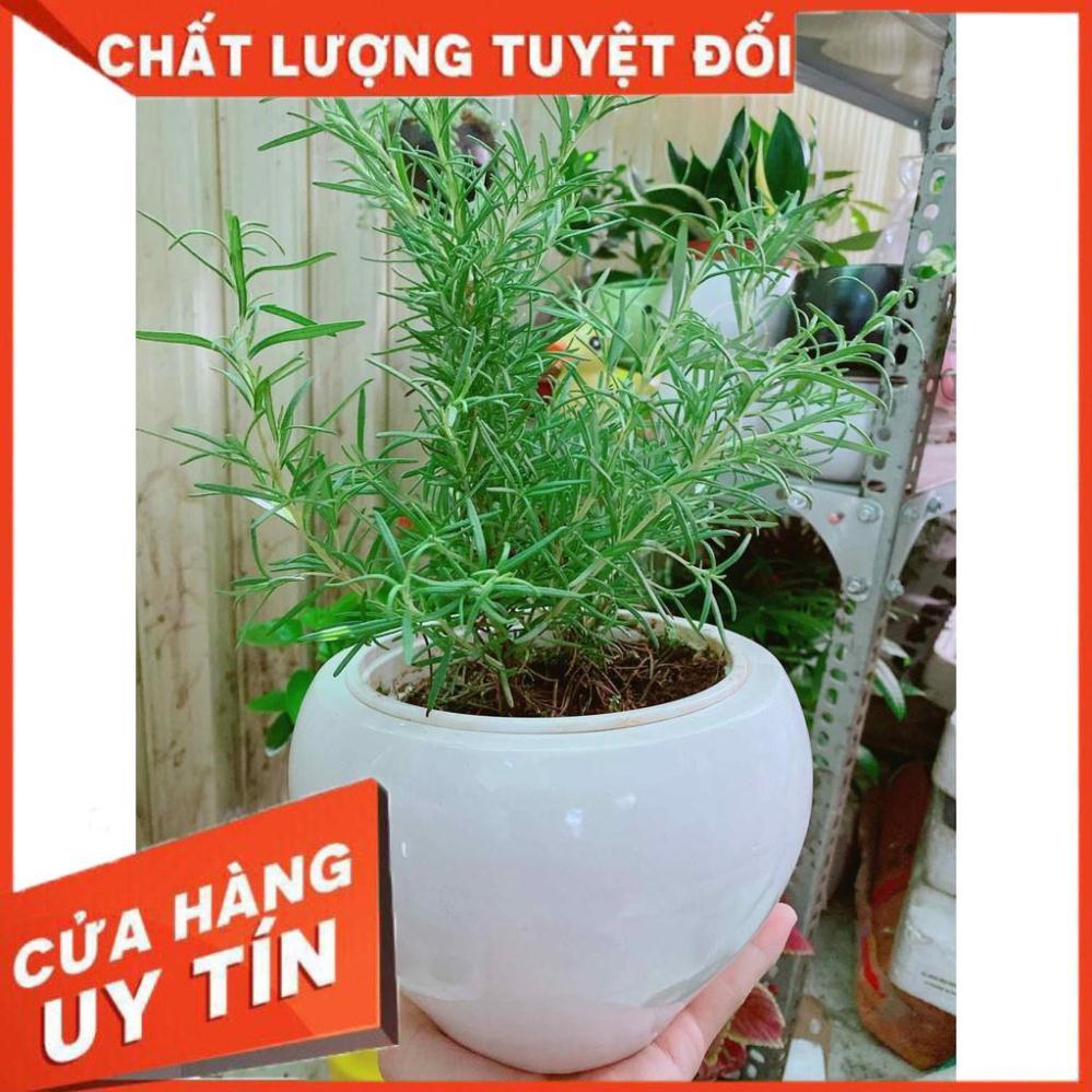 Chậu hương thảo Nhiều Người Mua