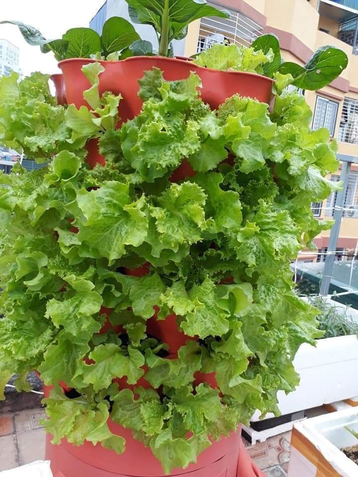 Tháp trồng rau hữu cơ Eco Viêt Nam