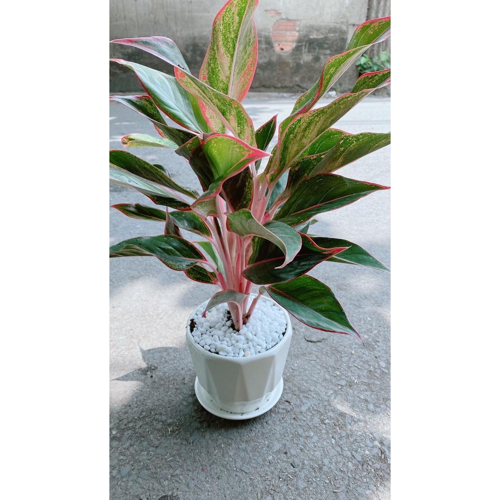 Chậu Cây Phú Quý Để Bàn