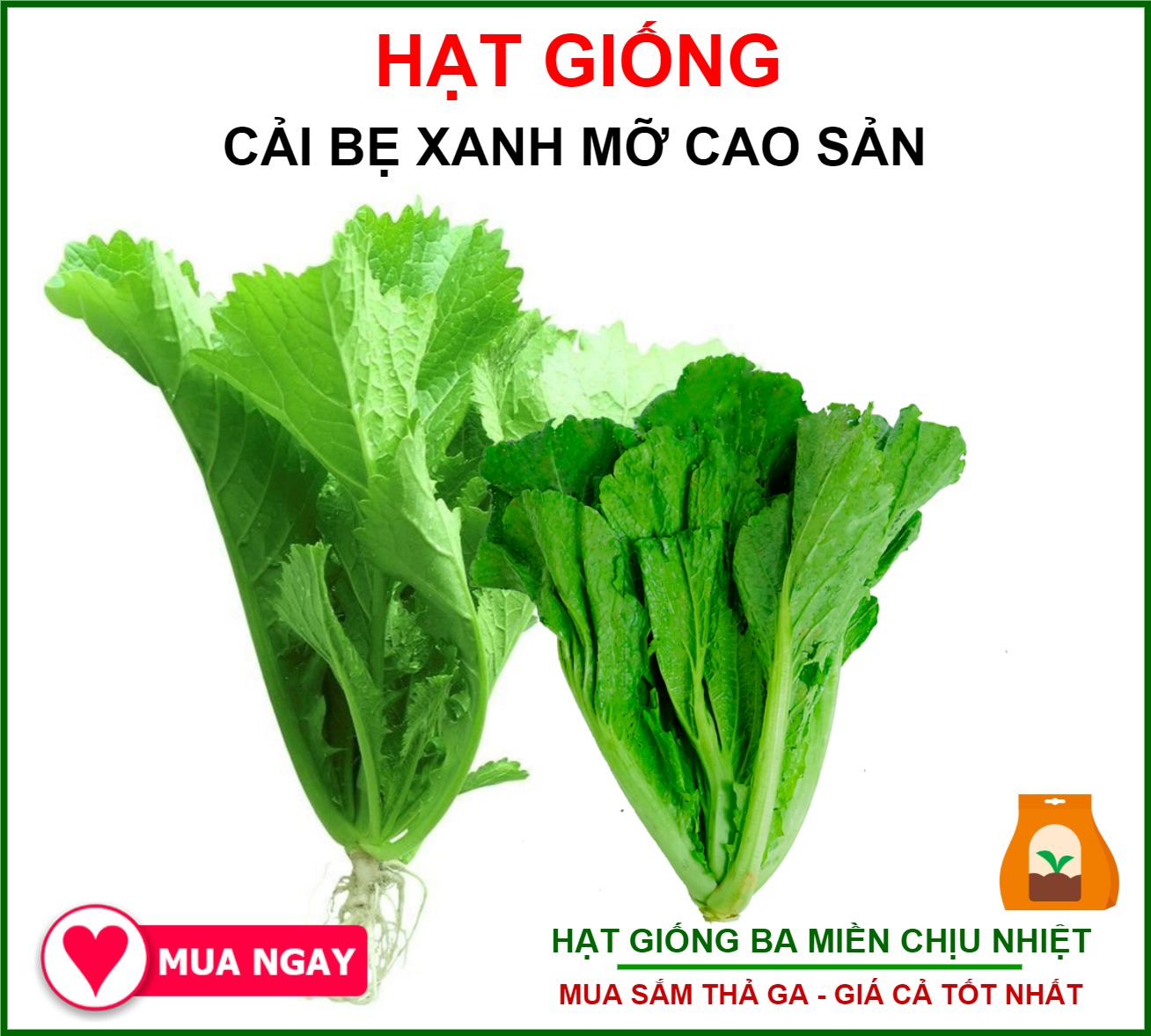 Hạt Giống Cải Bẹ Xanh Mỡ Rạng Đông Gói 20Gram