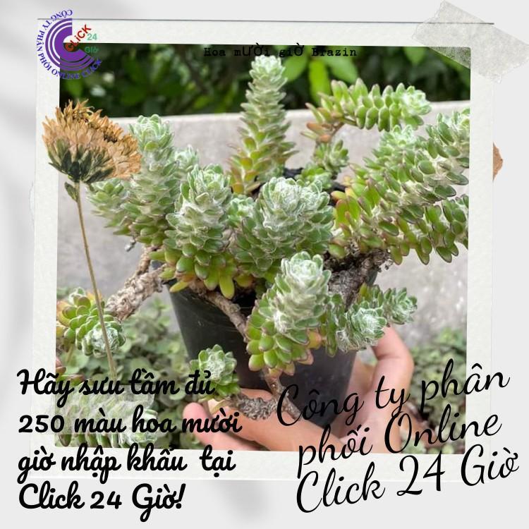 Hoa Mười Giờ Braxin Đẹp Lạ Dễ Trồng Giống Mới Nhập Hoa Mười Giờ Bonsai & Phụ Kiện