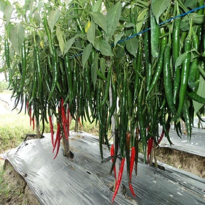 Giống ớt chỉ địa lai F1