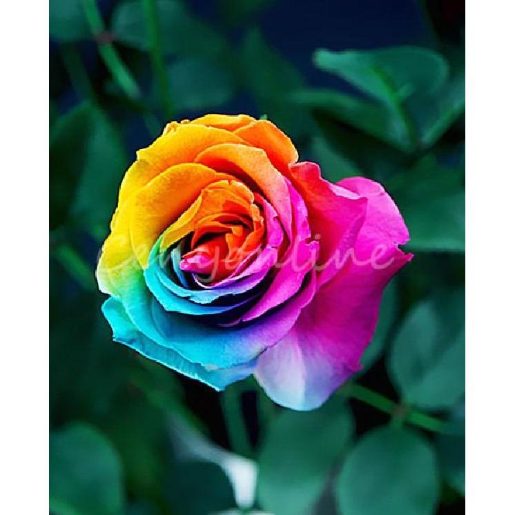 Hạt giống hoa hồng cầu vòng 20 hạt/gói