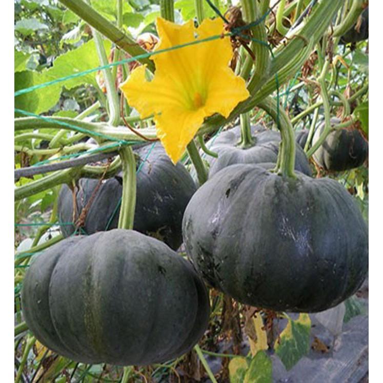 Combo 5 gói Hạt giống bí đỏ da xanh Nhật Bản