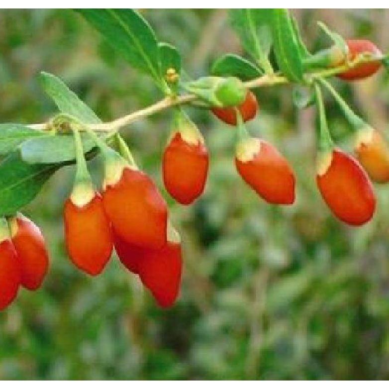 Hạt giống cây dược liệu câu kỷ tử - 1 gói 50 hạt