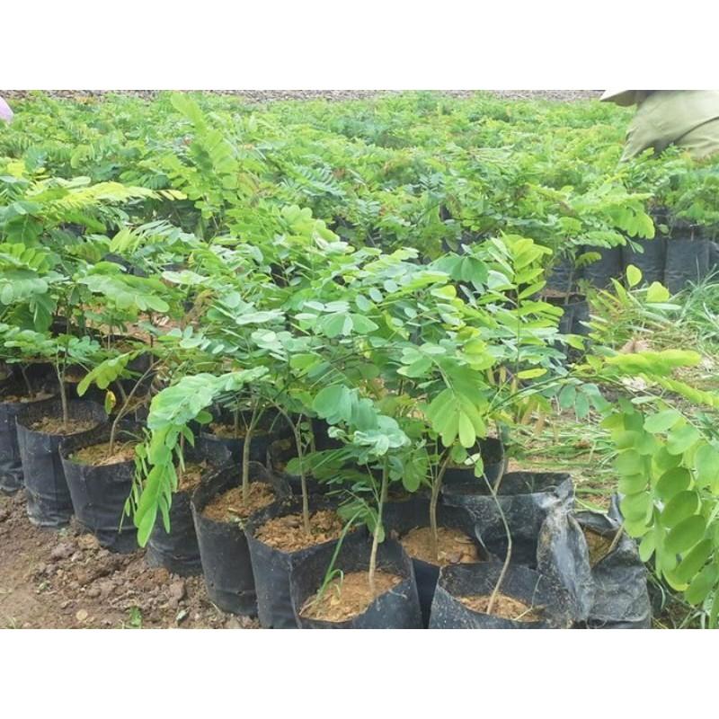 Hạt giống cẩm lai