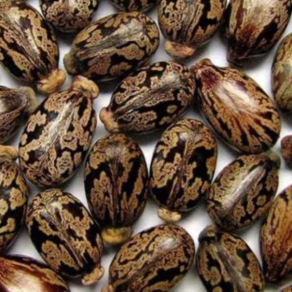 Hạt cây Thầu Dầu 10 hạt