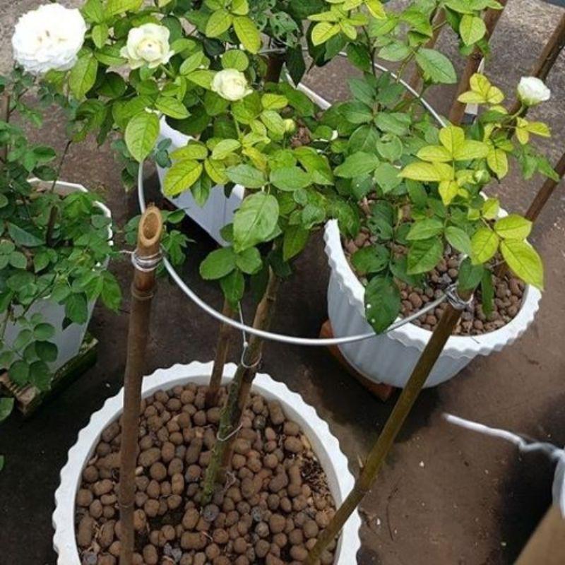 1kg Viên đất nung, đất sét nung, sỏi nhẹ SFARM, chuyên lót đáy chậu trồng cây, rải bề mặt chậu giúp thoáng đất