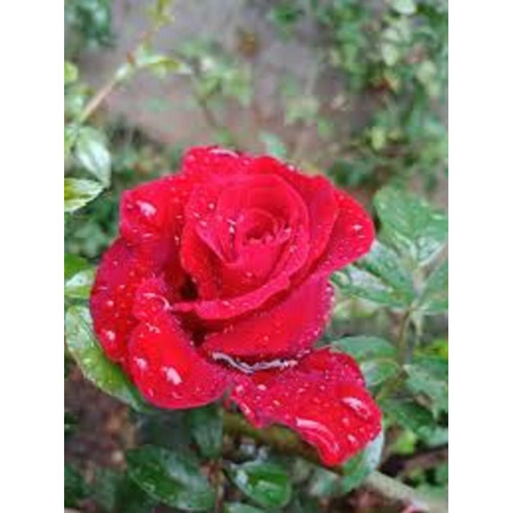 CÂY HOA HỒNG CỔ - CÂY LỚN - HOA SIÊU ĐẸP - BỀN