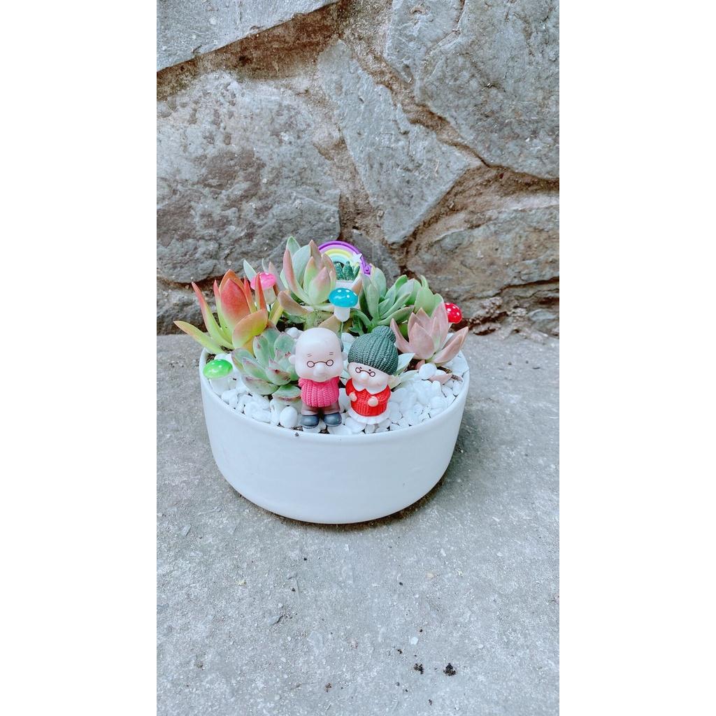 Chậu Cây Tiểu Cảnh mix đẹp