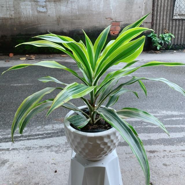 Chậu Cây Phát Tài