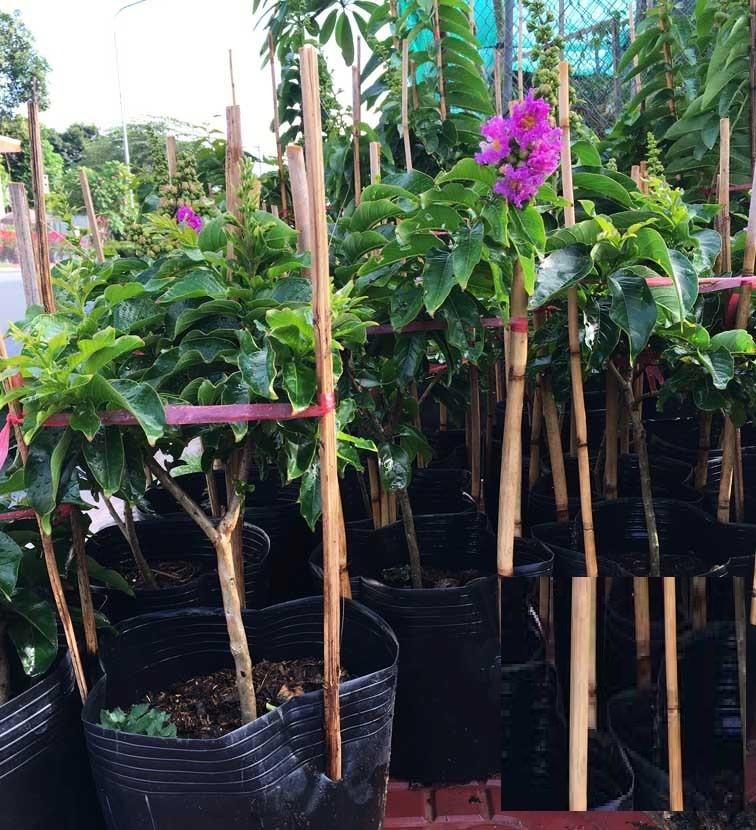 Cây giống BẰNG LĂNG TÍM - HOA SIÊU ĐẸP GIÁ SIÊU RẺ