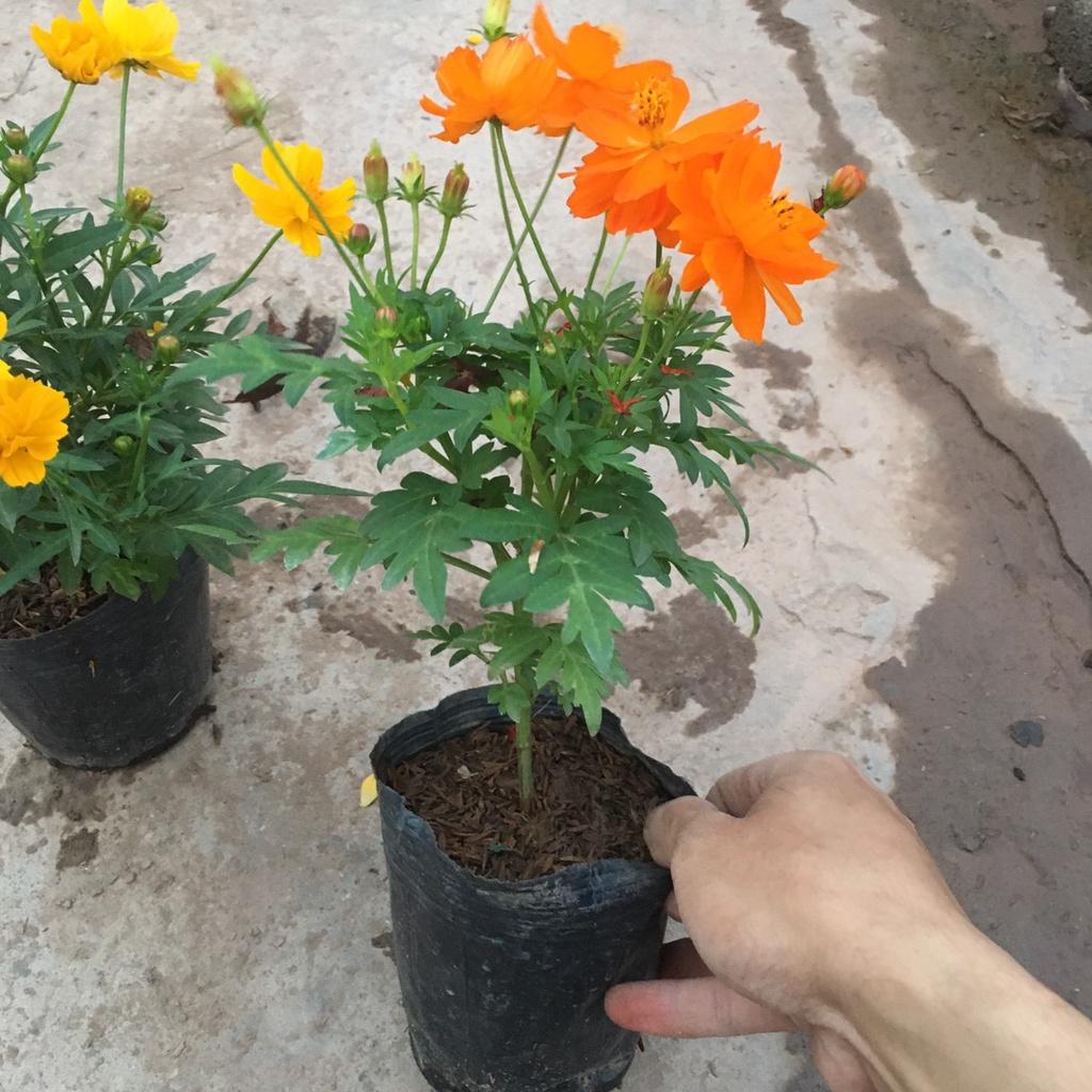 Cây Hoa Cúc Bướm CÁNH KÉP Tán Xum Nhiều Nụ Sẵn Hoa Chiều Cao 30cm