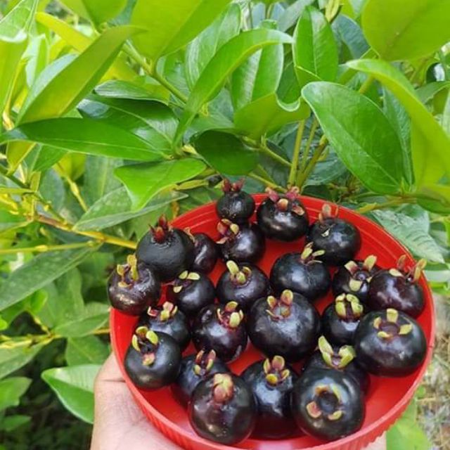 Cây Giống Cherry Brazil Cao 40-50CM