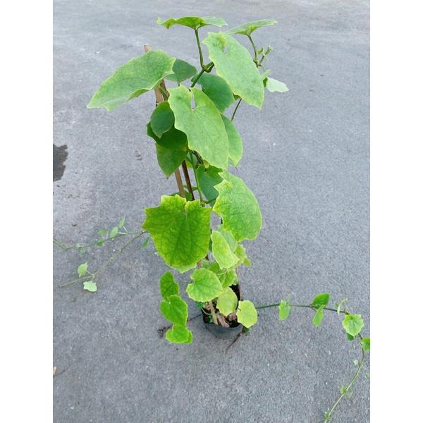 Cây Cát Đằng Lá Nhỏ