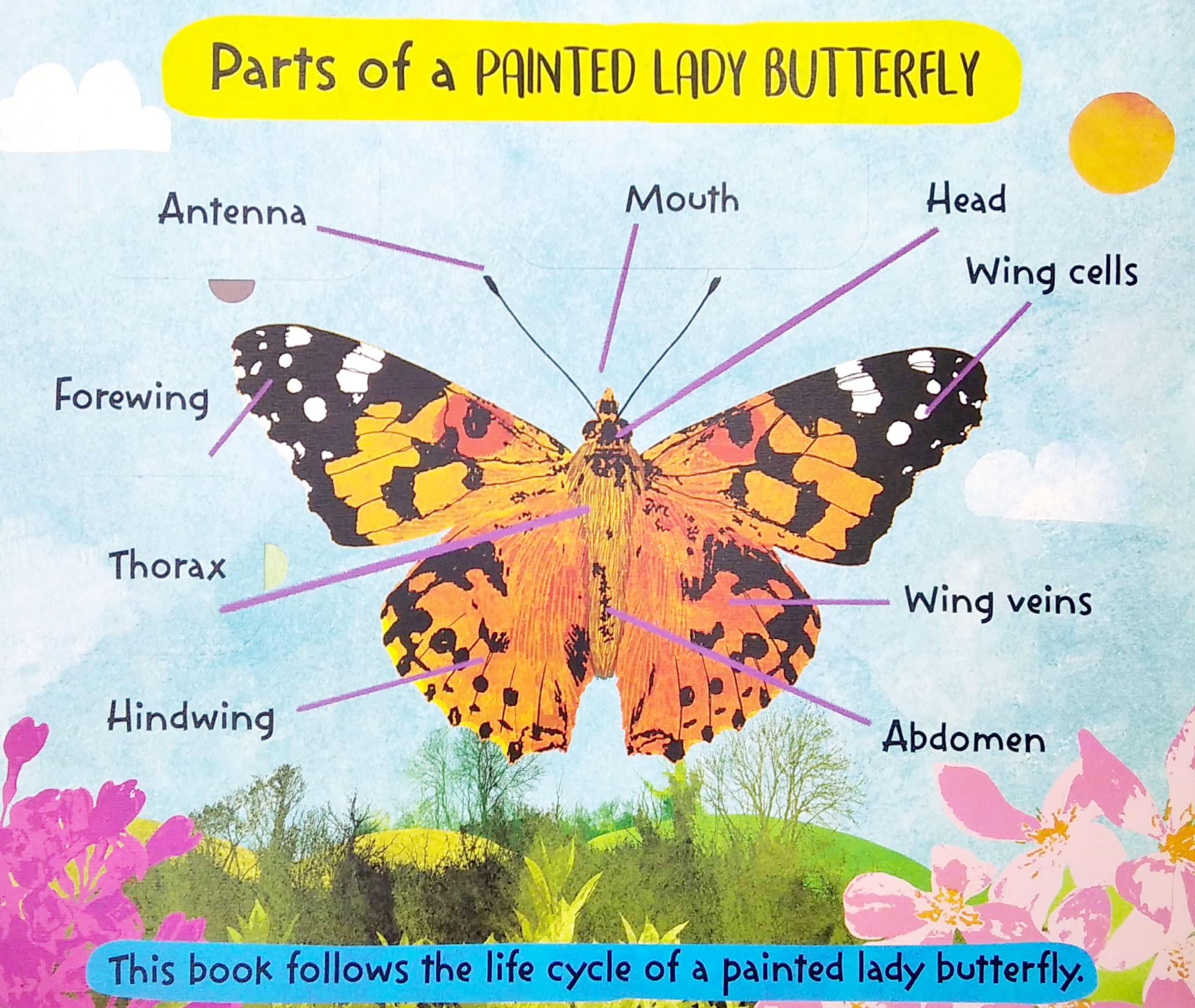 The Life Cycle Of Butterflies