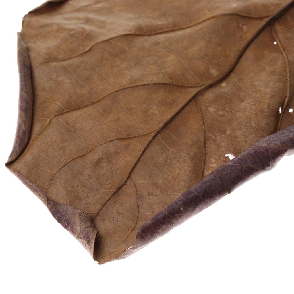 30x Premium Grade Catappa Indian Almond Leaves Perfect for Breeding & Hiding