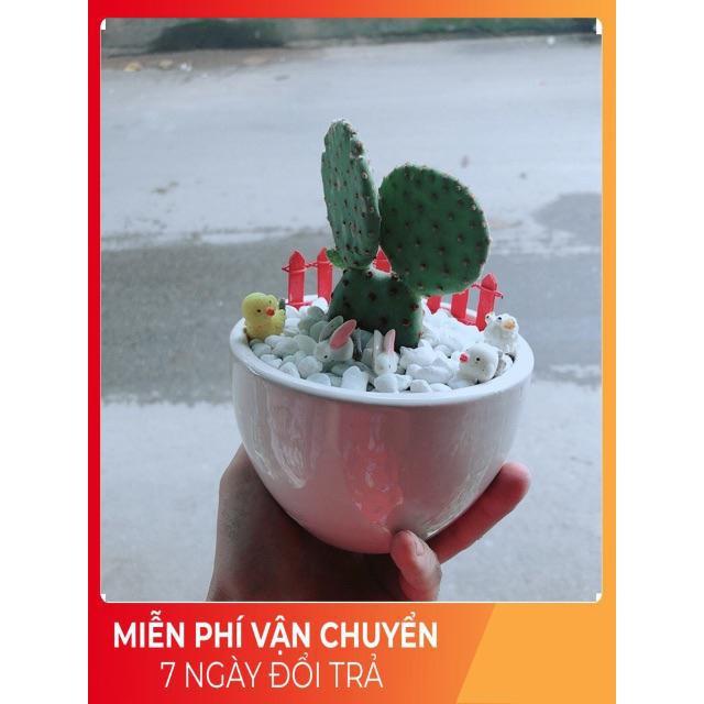 Chậu Xương Rồng Tai Thỏ
