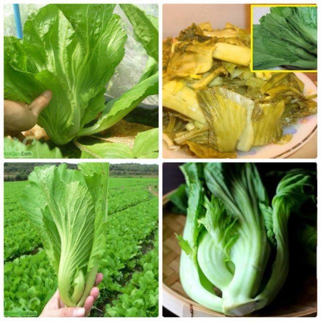 Hạt giống cải bẹ dưa