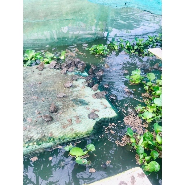 Mùng _Dèo_Vèo_Tráng nuôi cá, ếch 2m x 2m x 2m