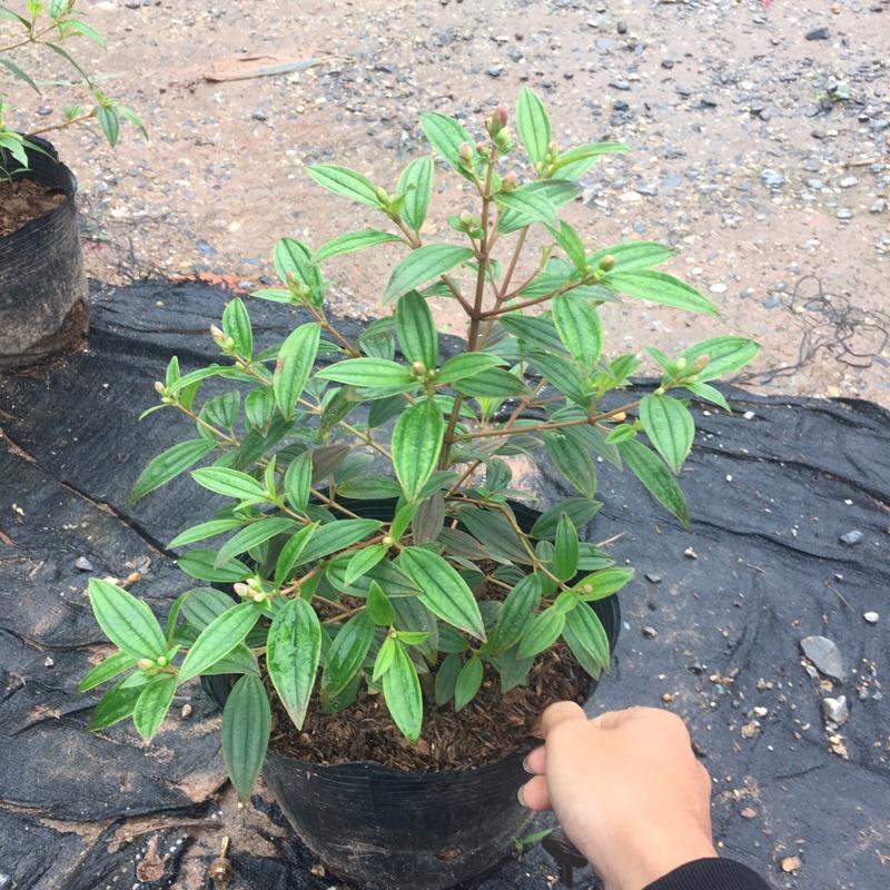 Cây sim tím trồng bịch đen đã có nụ và đang ra hoa