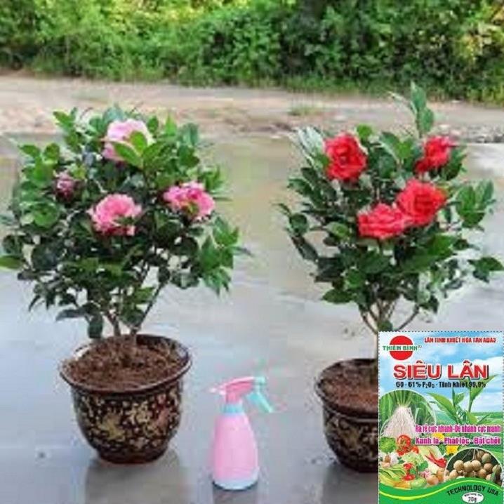 Hoa trà my tứ quý
