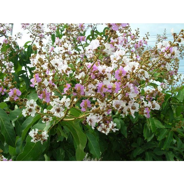 CÂY GIỐNG BẰNG LĂNG TÍM )