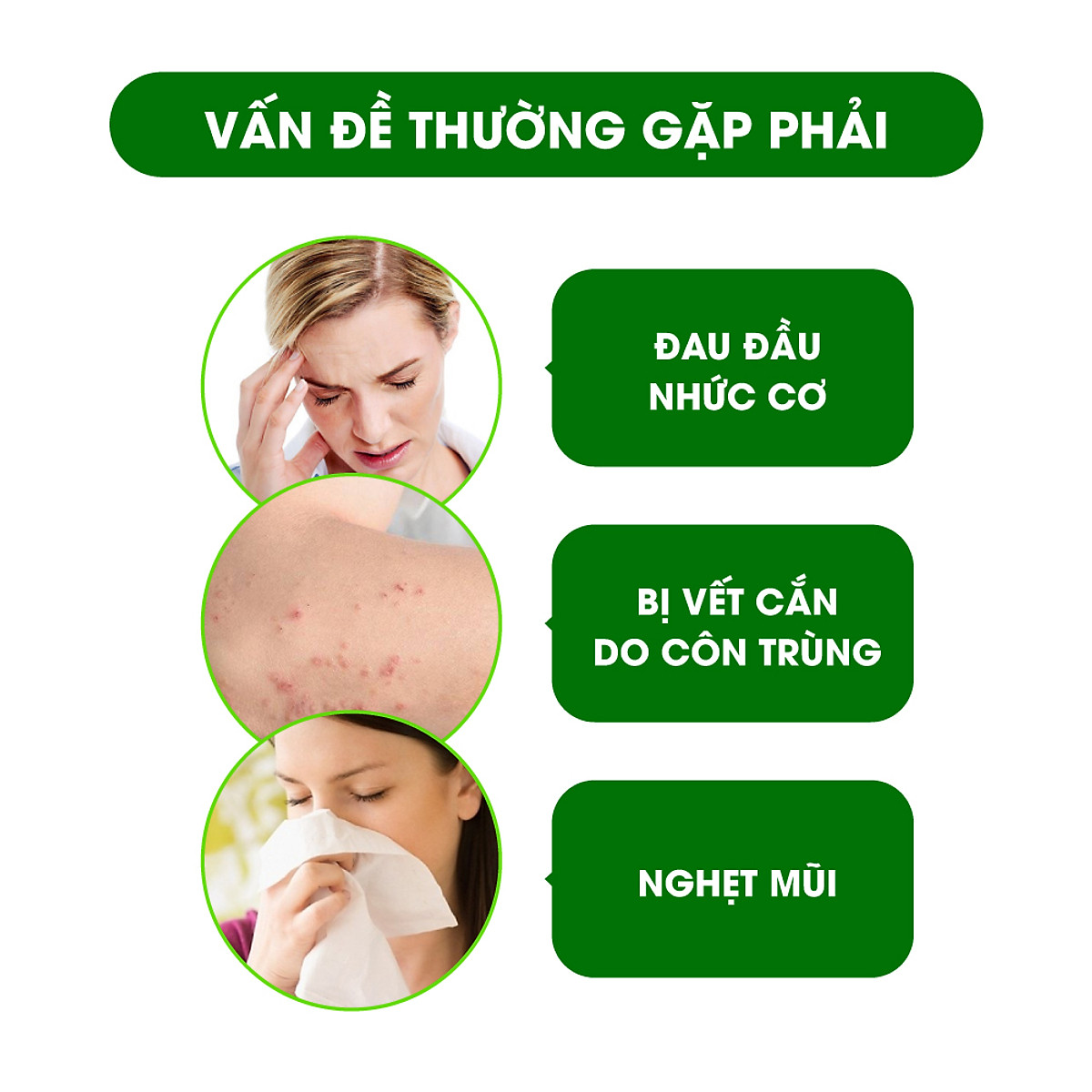 Bộ 12 Chai Dầu Lăn Thảo Dược Nhân Sâm Green Herb Oil Thái Lan 8ml