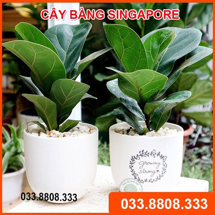 Cây Bàng Singapore Mini Để Bàn Chậu Nhựa - Cây nội thất, Cây cảnh