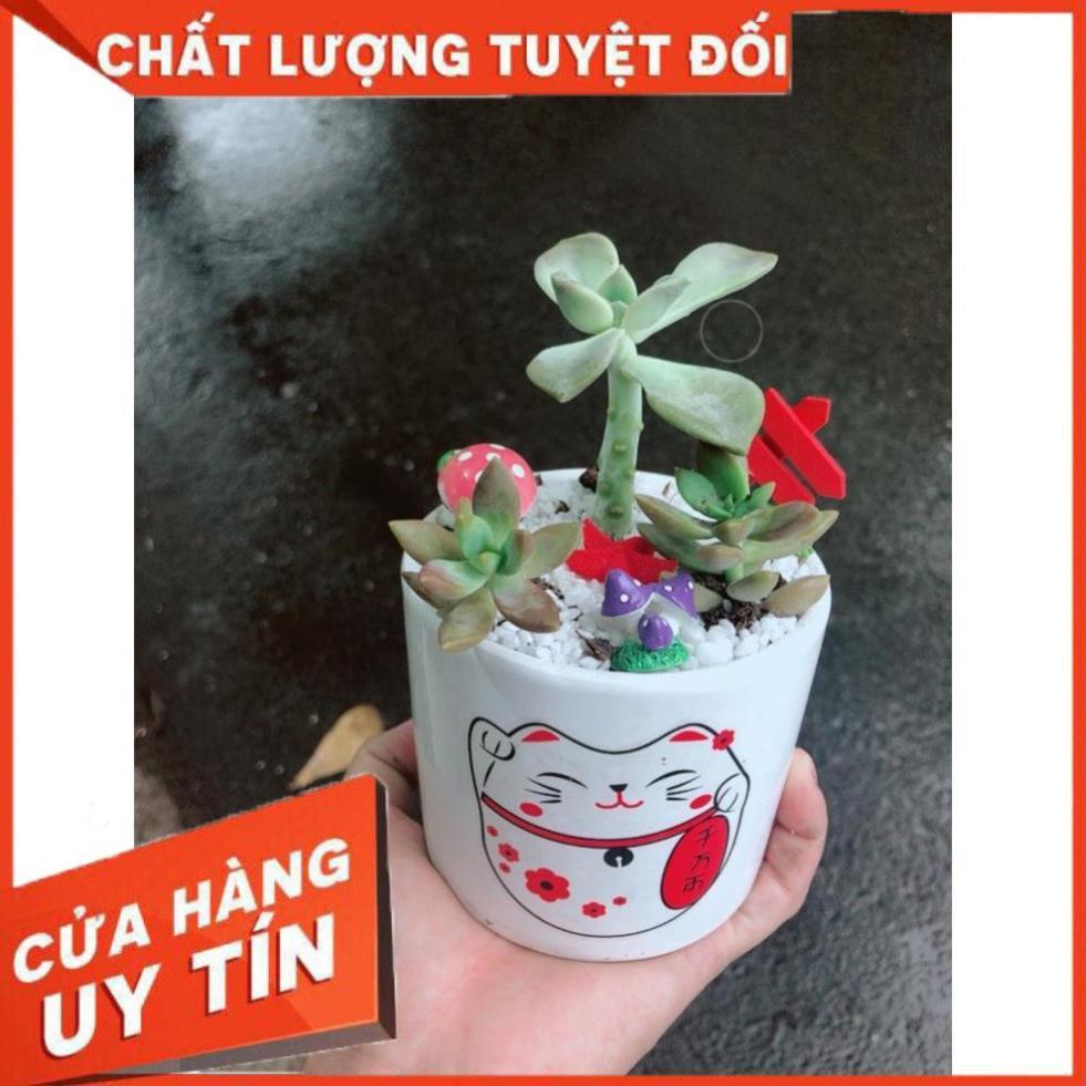 Chậu sen đá tiểu cảnh 2