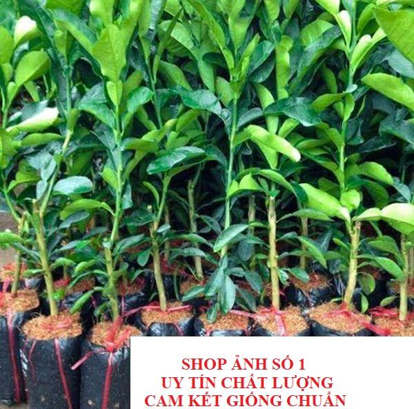 Bưởi da xanh miền bắc, cây bầu to khỏe, cam kết giống chuẩn