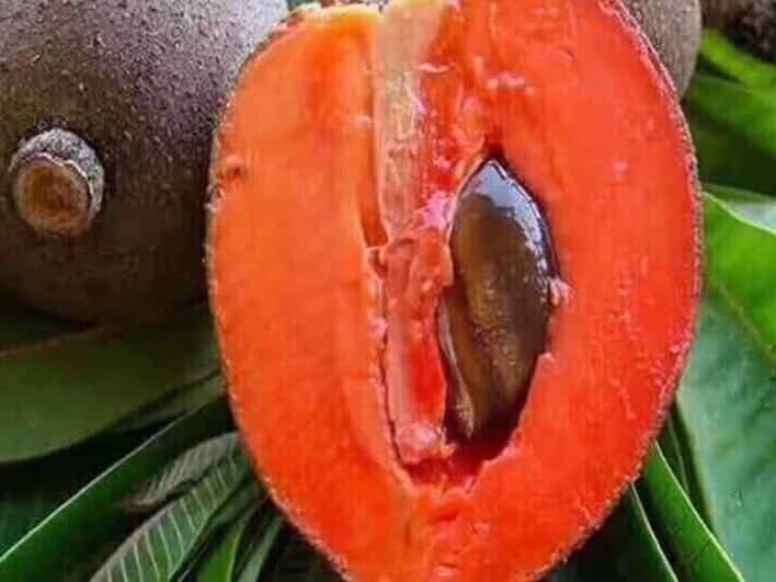 Cây Hồng Xiêm Ruột Đỏ Khổng LỒ Cây Cao 1 mét