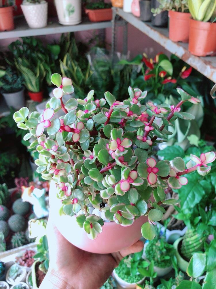 Chậu Cây Cành Vàng Lá Ngọc