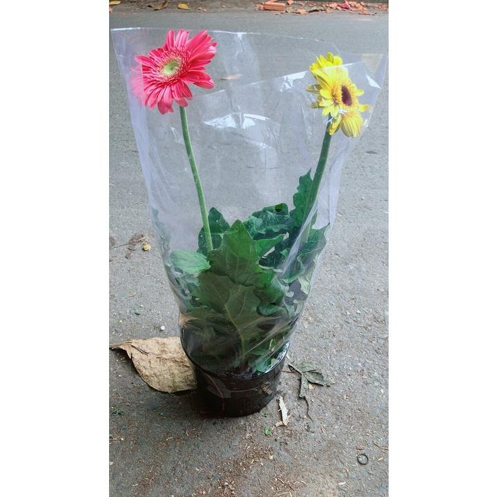 Bụi Hoa Đồng Tiền 2 Màu