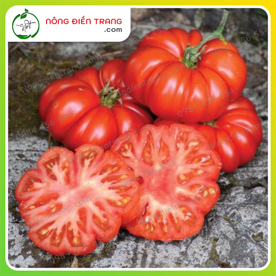 Hạt Giống Cà Chua Cạnh Phú Nông - Gói 0.1g - Cà Chua Múi Quạt Khổng Lồ SInh Trưởng Khỏe, kháng Bệnh Tốt VTNN Nông Điền Trang