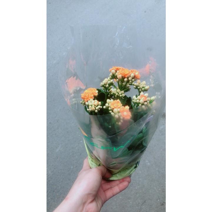 Hoa Sống Đời
