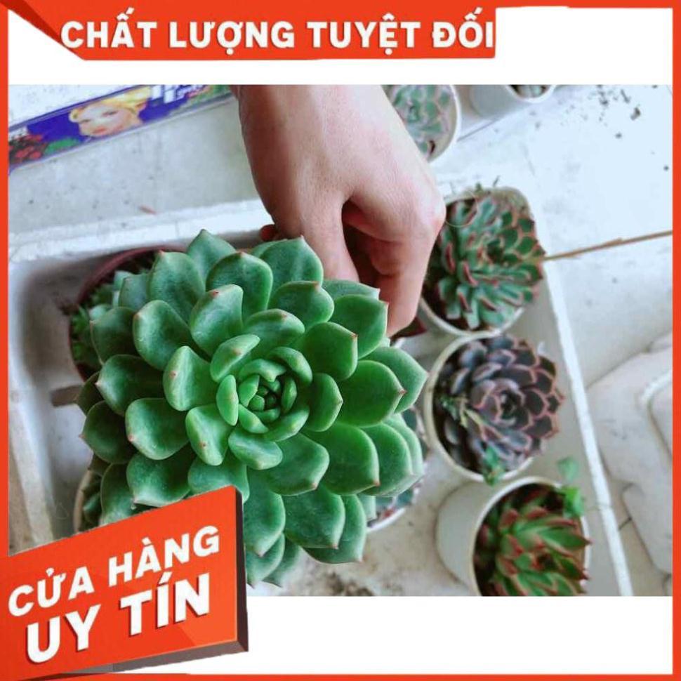 Sen đá bánh bao xanh Nhiều Người Mua