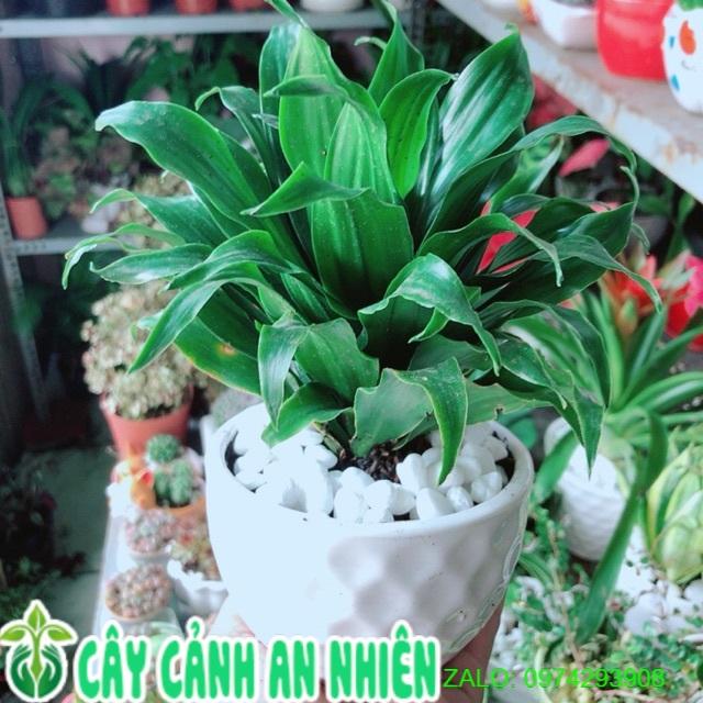 Chậu Cây Phát Tài Nhật