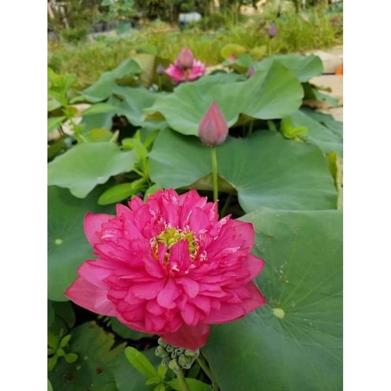 Sen nhật mini đủ màu siêng hoa