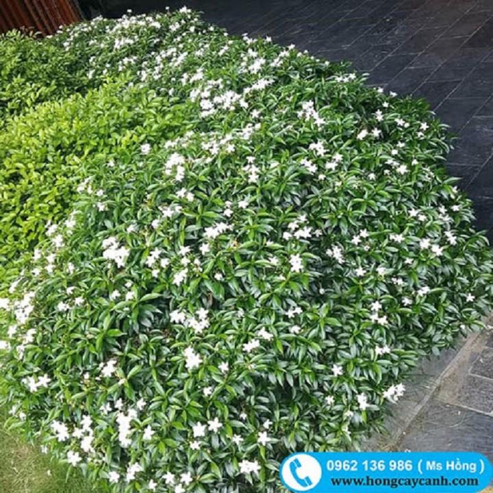 CÂY LỚN MAI VẠN PHÚC SIÊU ĐẸP SIÊU RẺ