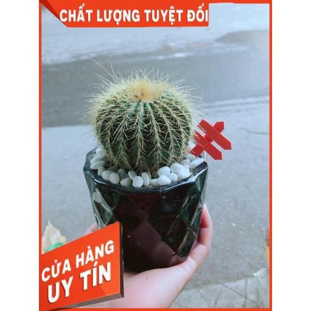 Chậu Xương Rồng Trạng Nguyên