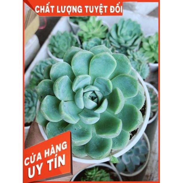 Sen Đá Size Trung Đồng Giá 45k