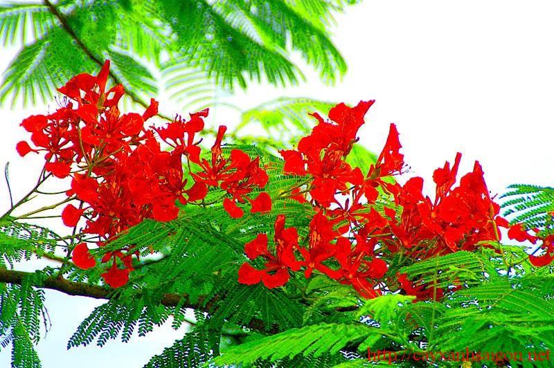 Cây giống phượng đỏ, giống nguyên bầu, cây đẹp