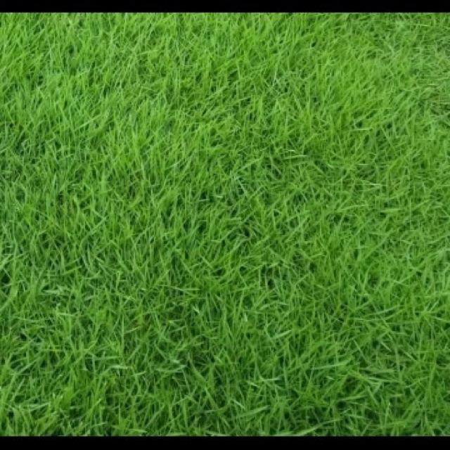 Hạt giống cỏ thảm Bermuda hay cỏ gà- 500g